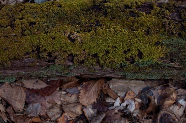 fcl Rose River Falls20