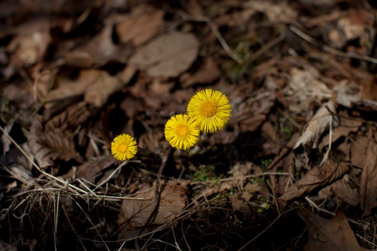 bsomeDark Hollow Falls04