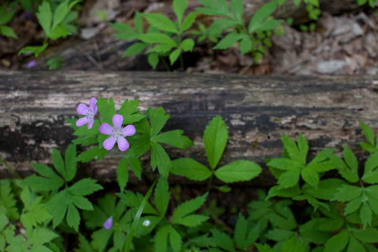 Doyles_River_Falls_09