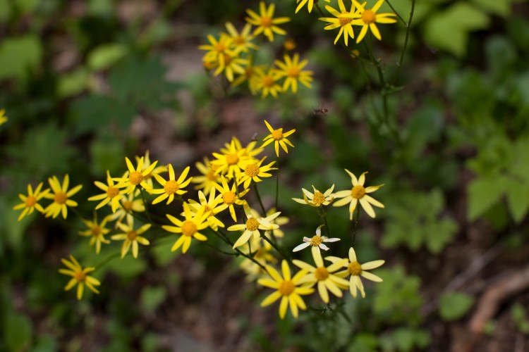 Doyles_River_Falls_24