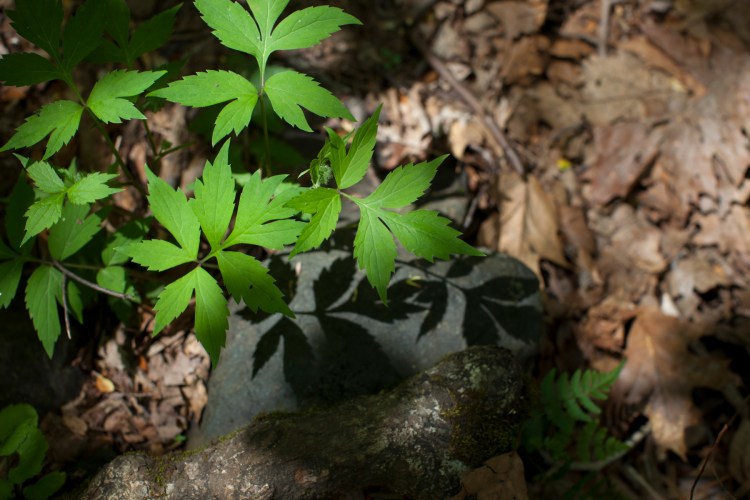 Doyles_River_Falls_30