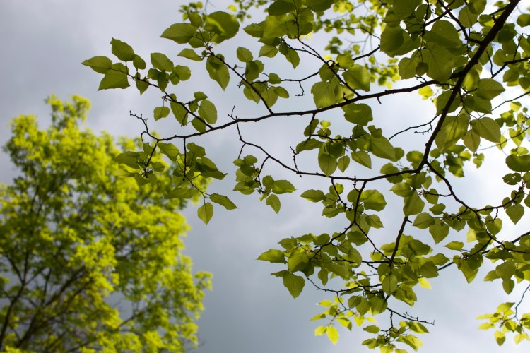 Doyles_River_Falls_31