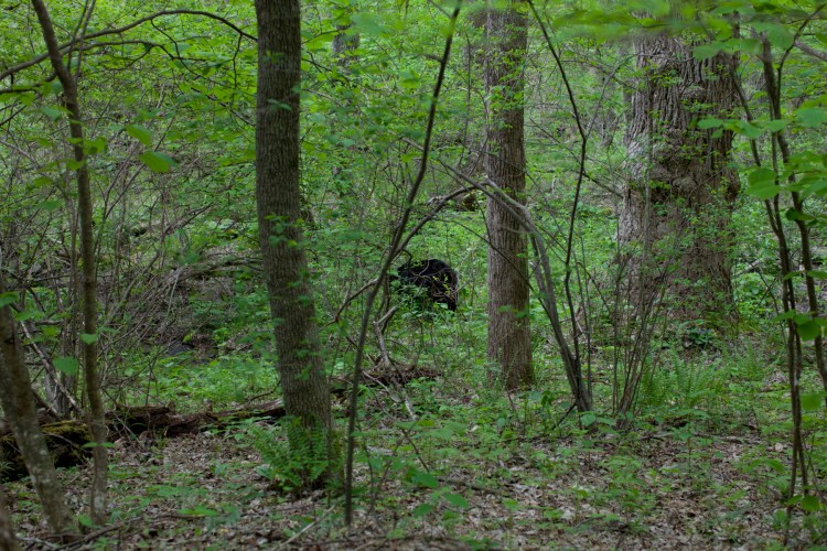 Doyles_River_Falls_38