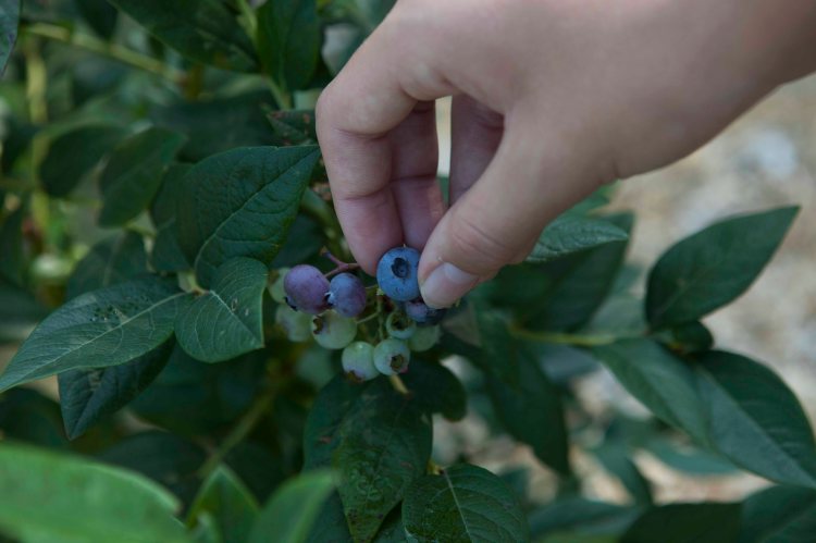 Ratliff Blueberry_IMG_8390