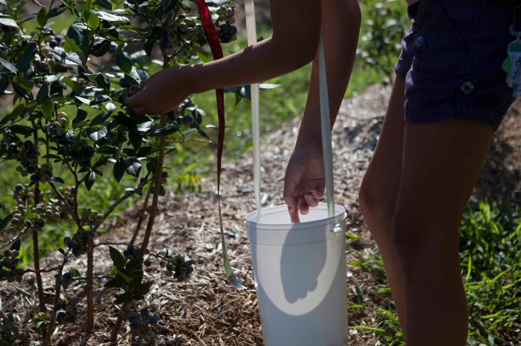 Ratliff Blueberry_IMG_8391