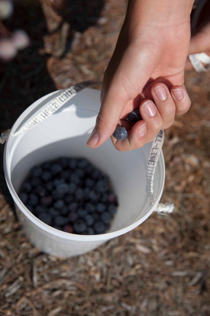 Ratliff Blueberry_IMG_8410