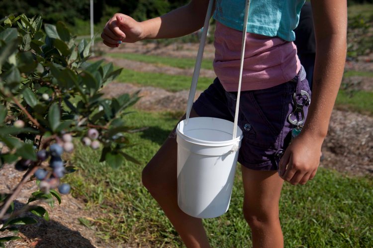 Ratliff Blueberry_IMG_8417