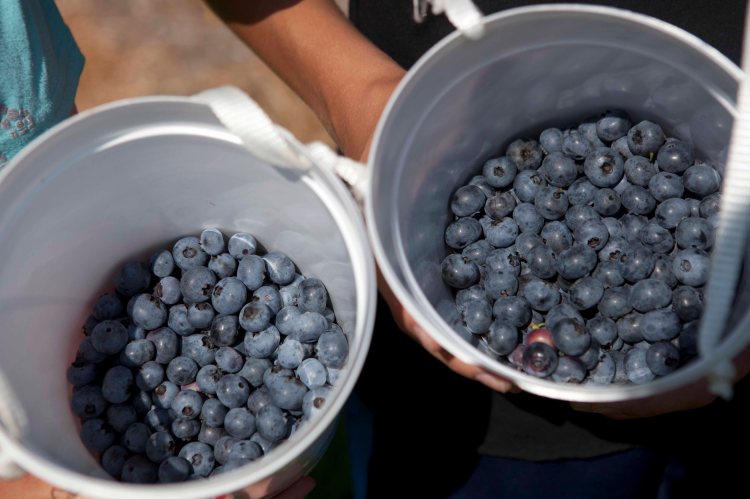 Ratliff Blueberry_IMG_8423