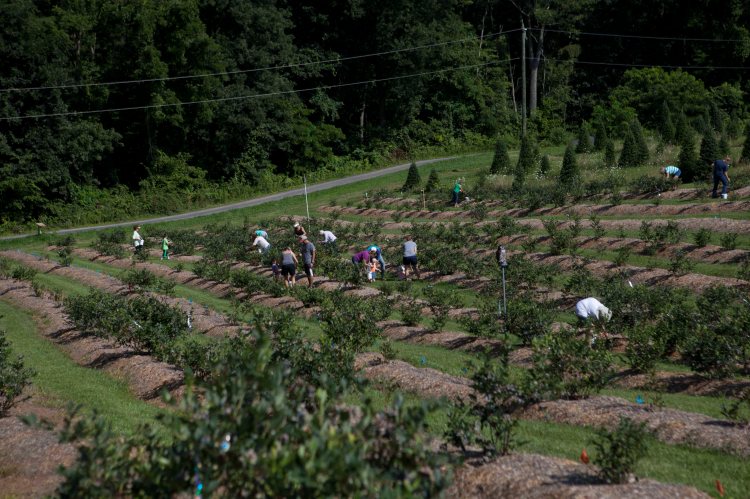 Ratliff Blueberry_IMG_8424