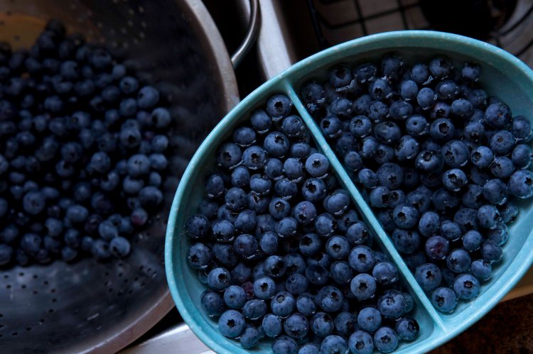 Ratliff's Blueberry_IMG_8757