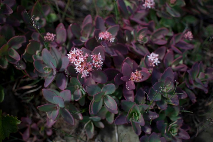 Stony_Man_Hike_IMG_6450