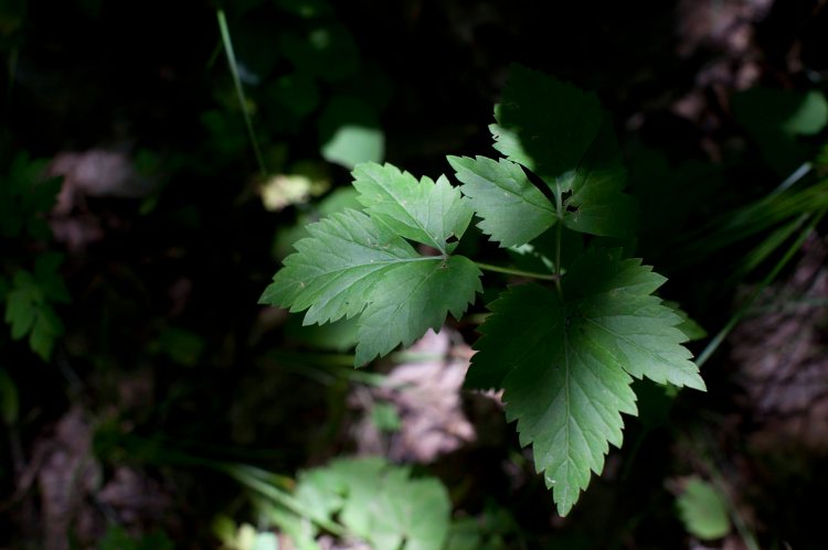 Stony_Man_Hike_IMG_6453