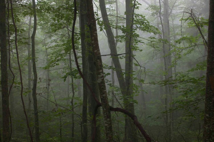 Storybook_Trail_IMG_6600