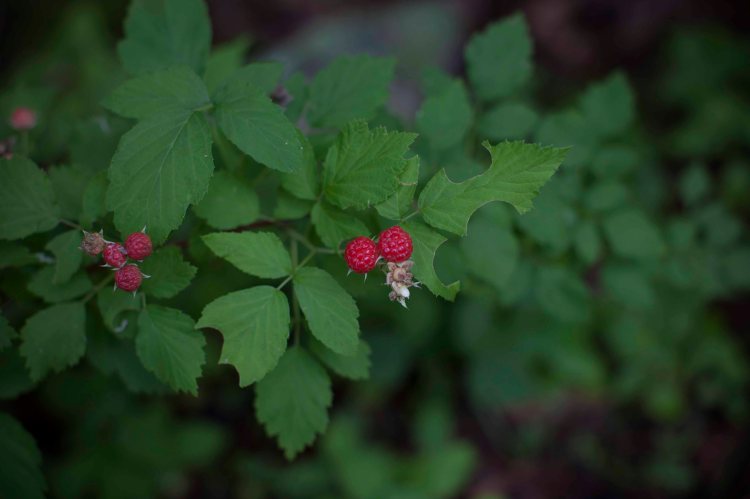 Storybook_Trail_IMG_6601