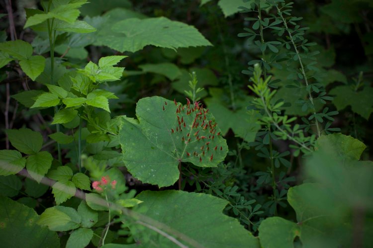 Storybook_Trail_IMG_6657