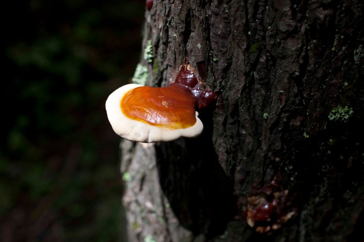 Whiteoak_Canyon_IMG_6307