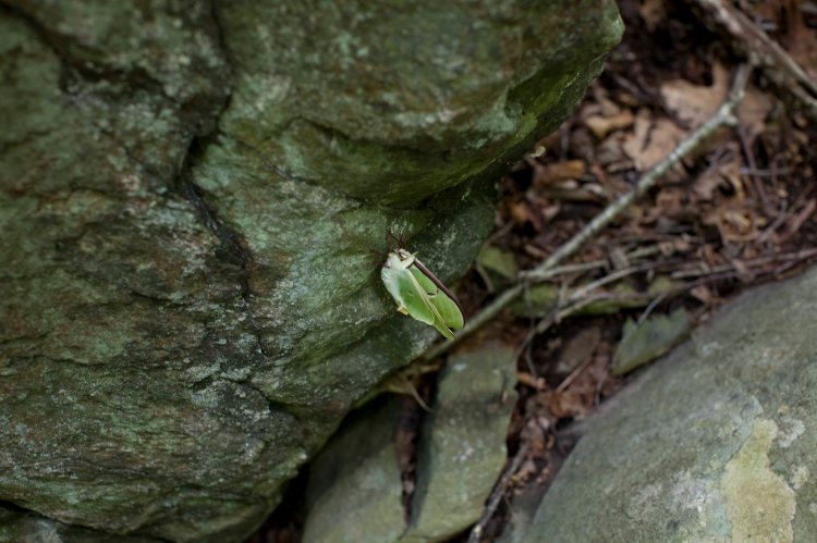 Whiteoak_Canyon_IMG_6345