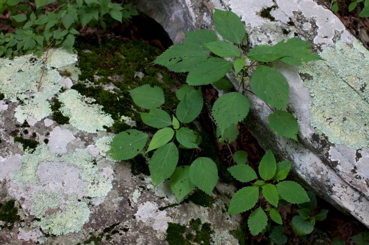 Whiteoak_Canyon_IMG_6397