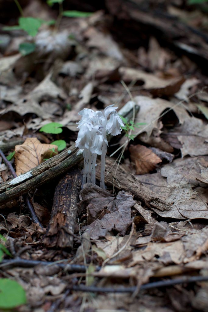 Whiteoak_Canyon_IMG_6414