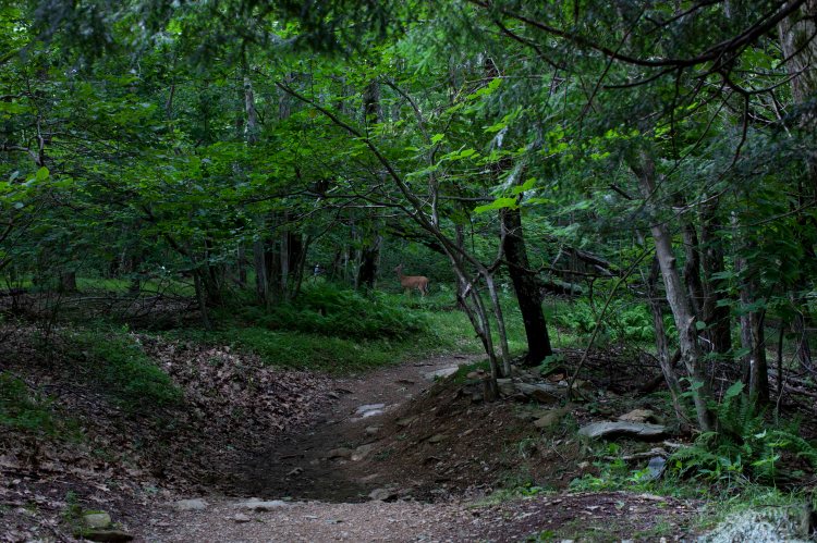 Whiteoak_Canyon_IMG_6418