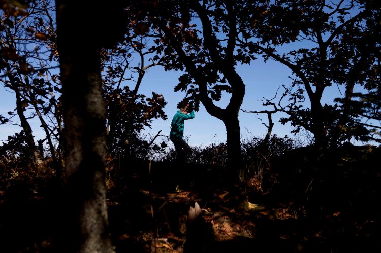 fclHawksbillZombie_IMG_4477