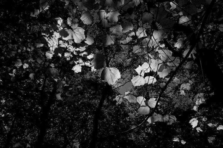 fclHawksbillZombie_IMG_4543