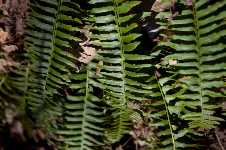 bsomeCedarRun_IMG_7198