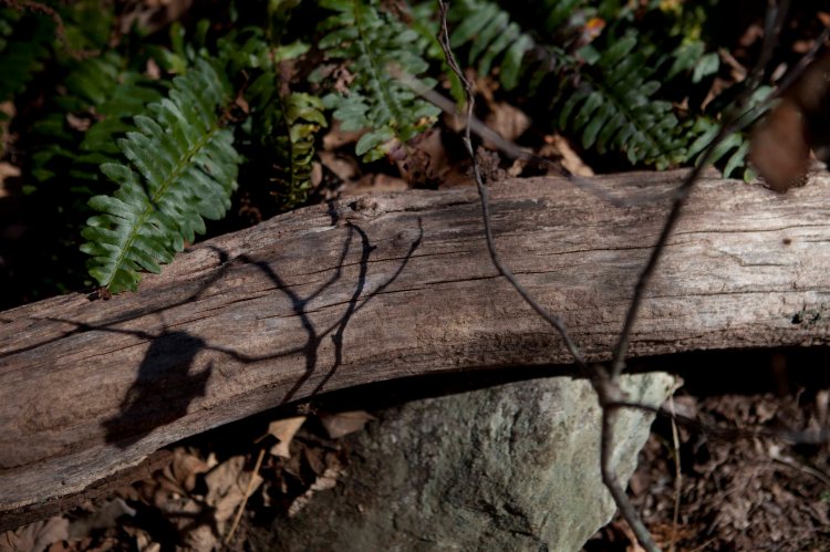 bsomeCedarRun_IMG_7217