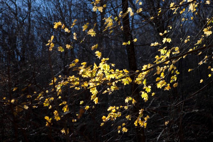 bsomeCedarRun_IMG_7228