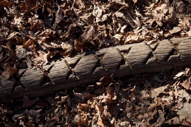 bsomeCedarRun_IMG_7332