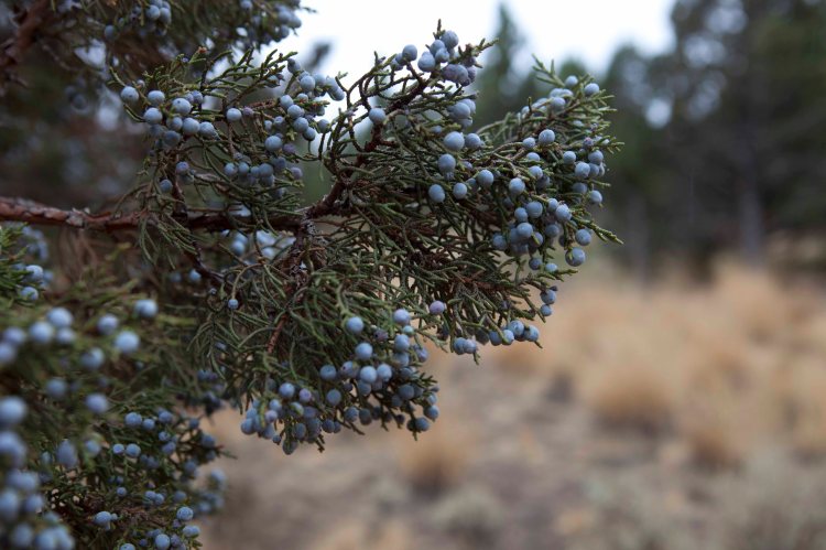 bsomeMiseryRidge_IMG_4850