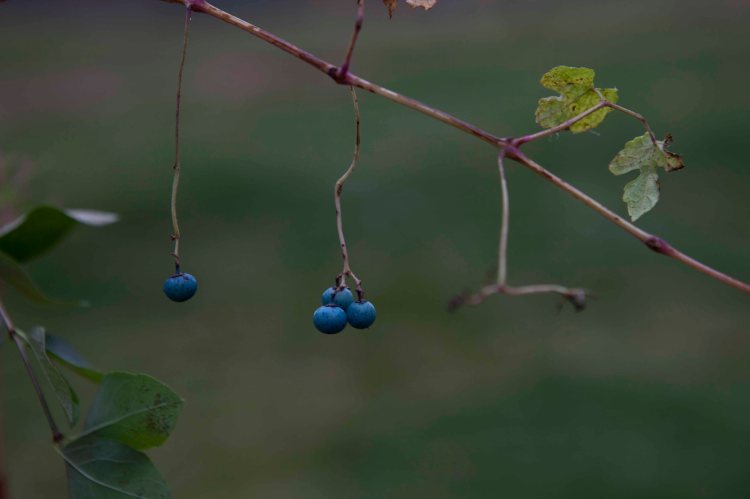 bsomeNickNicky_IMG_5164